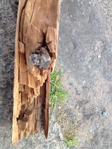 Timber rot