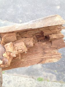woodworm-damage